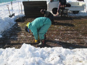 H27年12月4日雪の中から出荷①